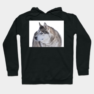 Husky Hoodie